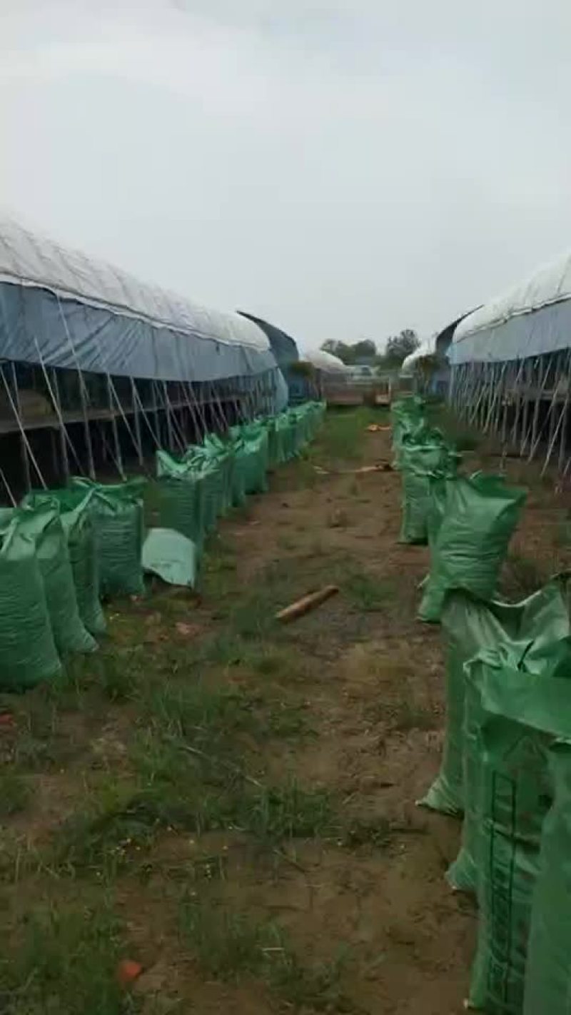河南干羊粪蛋，货到付款，货真价实，让你真正买的放心