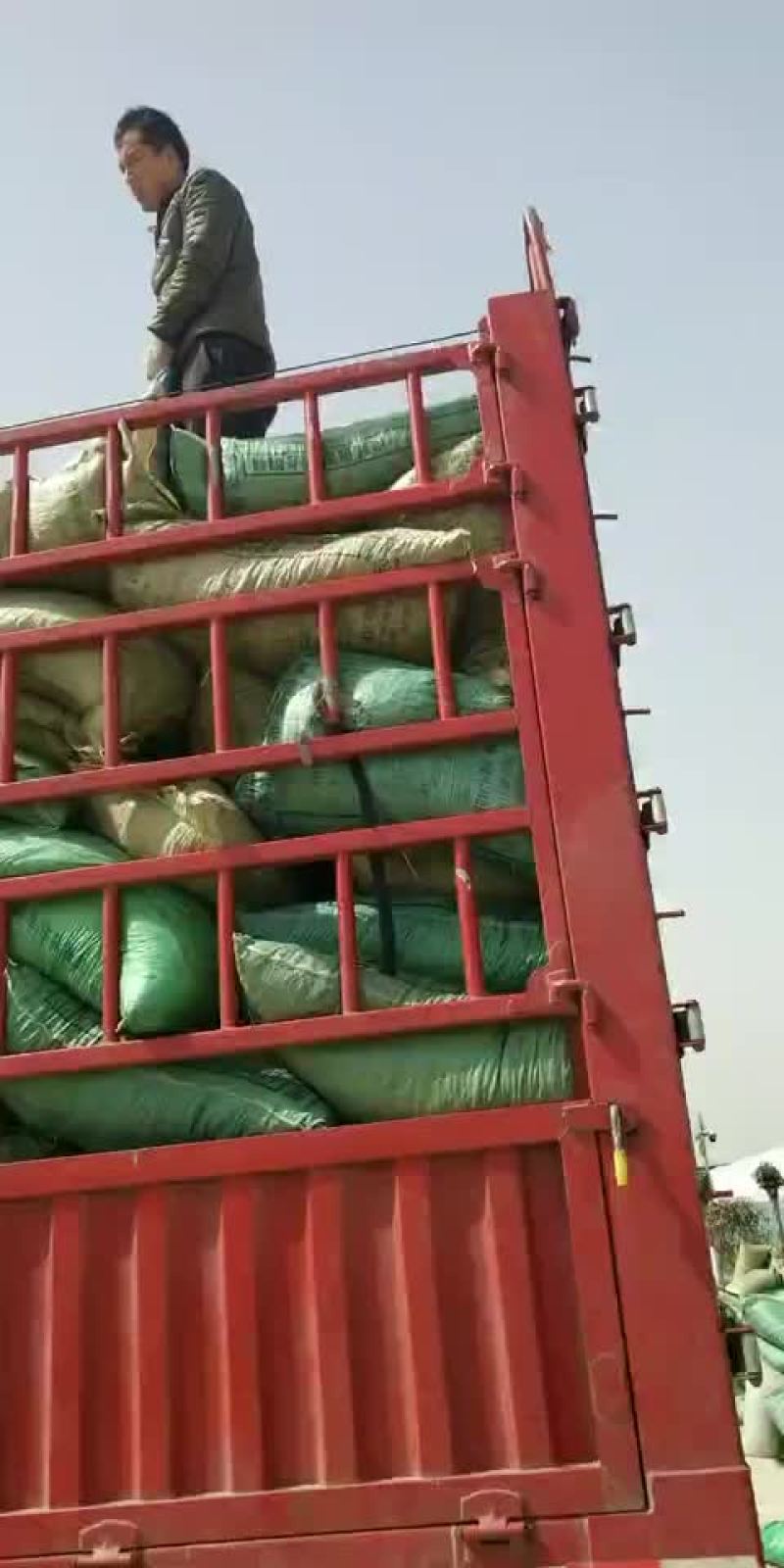 河南干羊粪蛋，货到付款，货真价实，让你真正买的放心