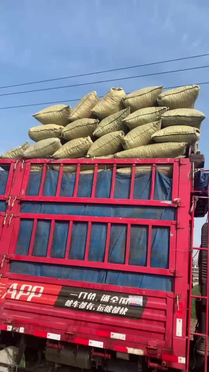 河南干羊粪蛋，货到付款，货真价实，让你真正买的放心