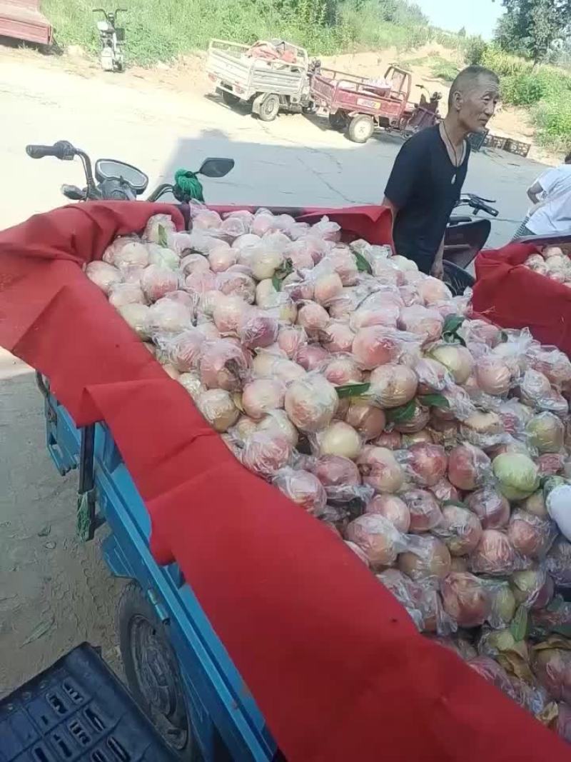 秦王超越毛桃已上市，纸袋膜带都有。