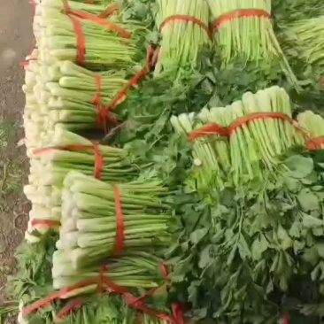 精品芹菜