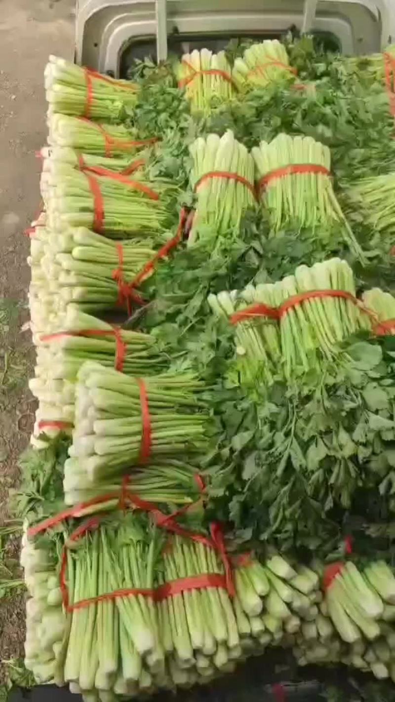 精品芹菜