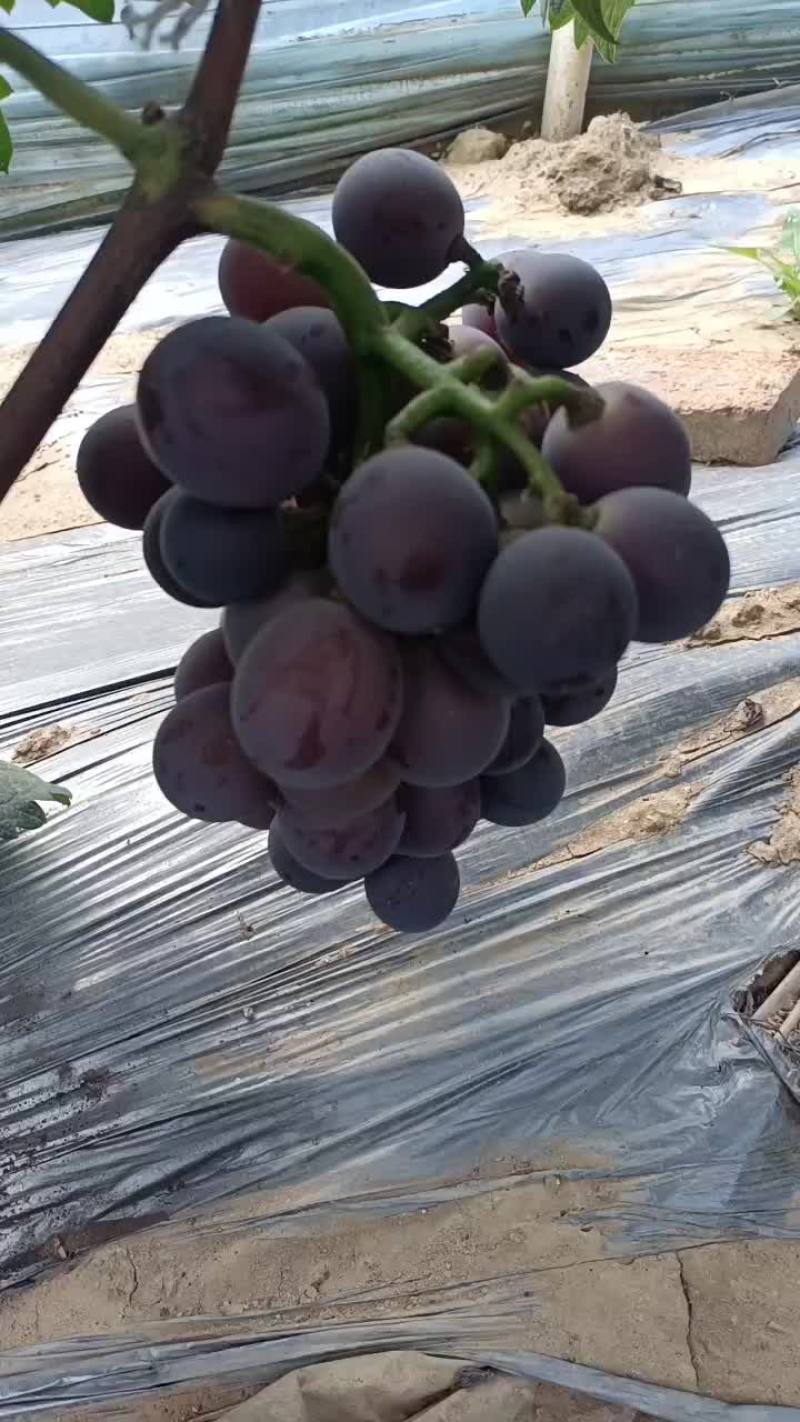 藤引葡萄