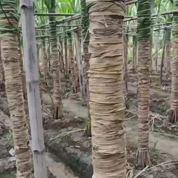 我家玻璃脆白玉甘蔗长势喜人，中秋后可发首车了