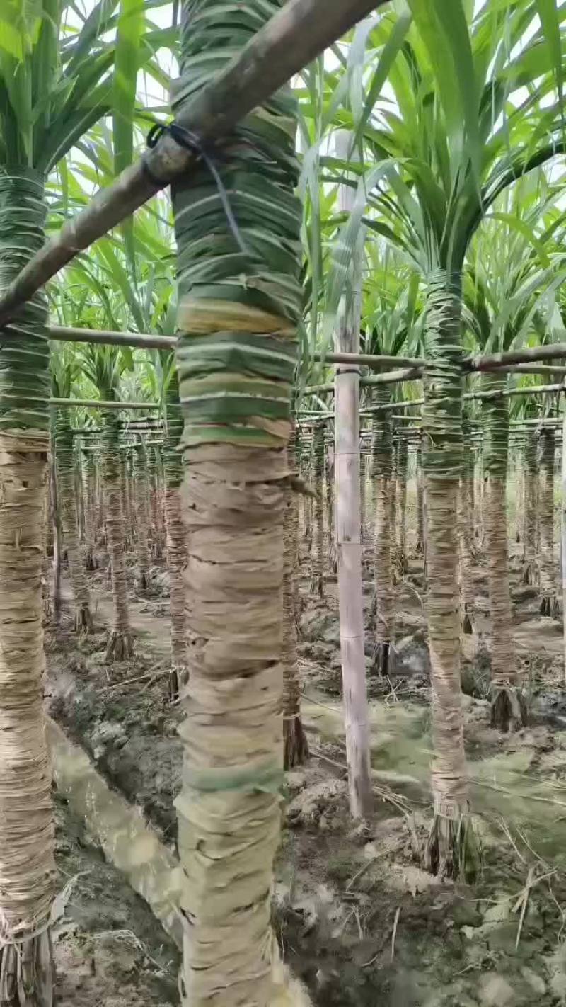 我家玻璃脆白玉甘蔗长势喜人，中秋后可发首车了