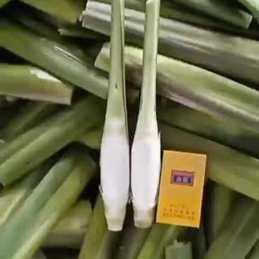 精品美人茭上市茭白大量供应，精品，电商平台货，食堂货规格齐全