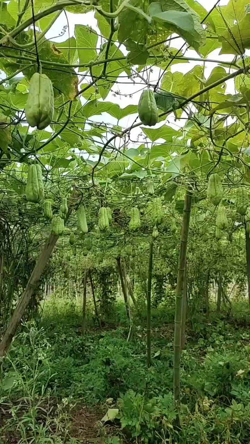 精品土耳瓜佛手瓜