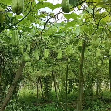 精品土耳瓜佛手瓜