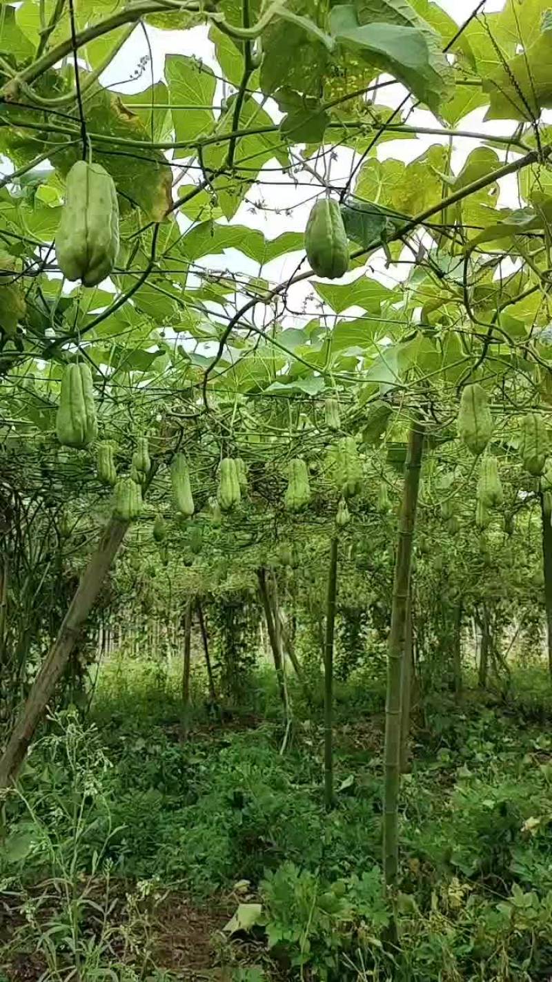 精品土耳瓜佛手瓜