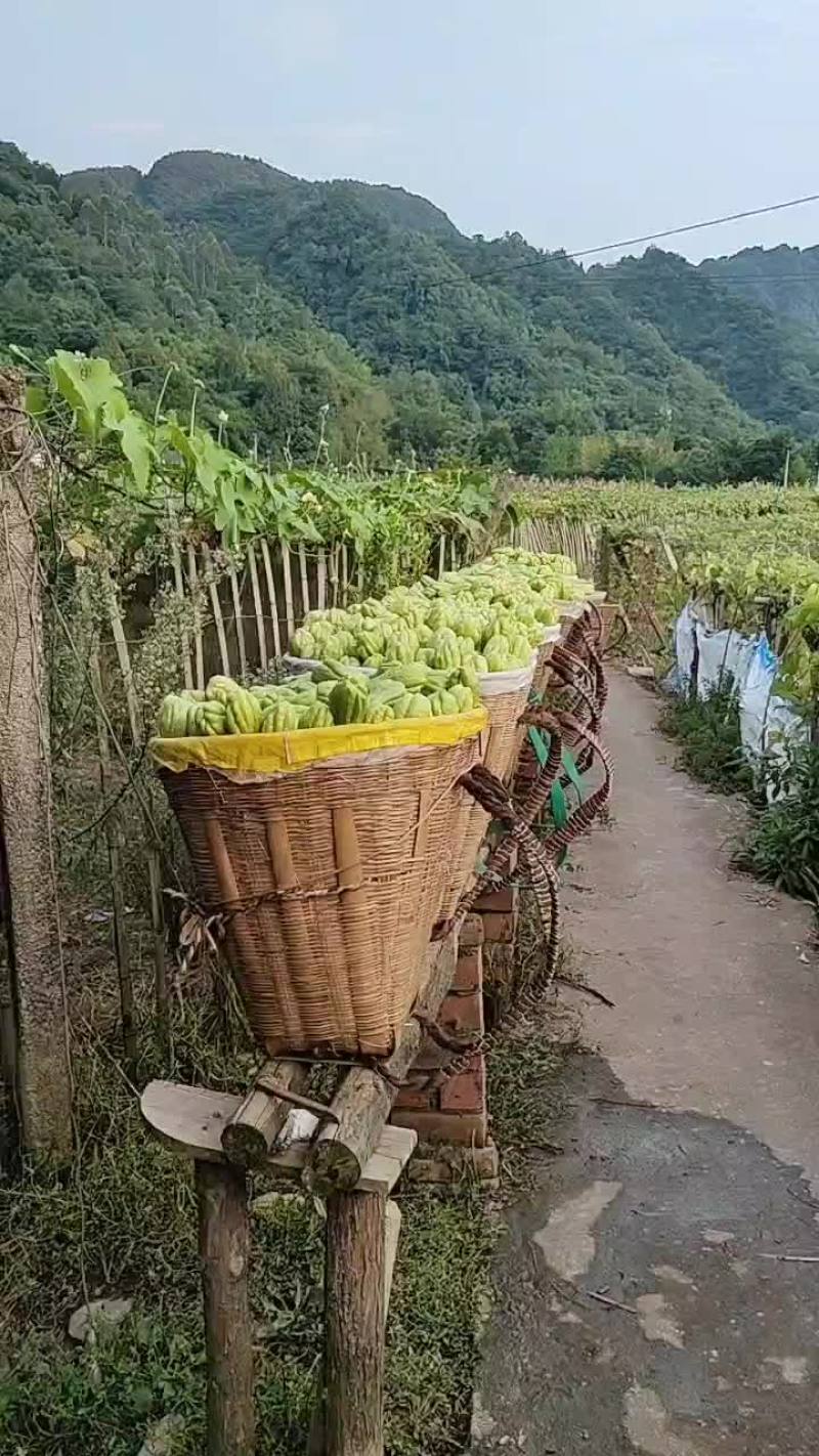 精品土耳瓜佛手瓜