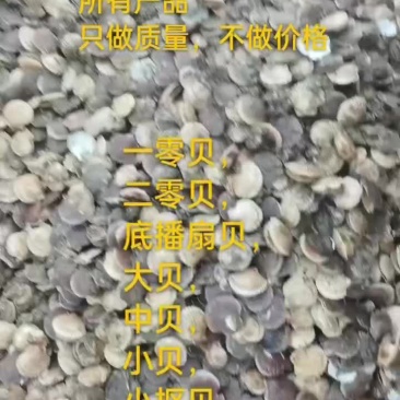 扇贝