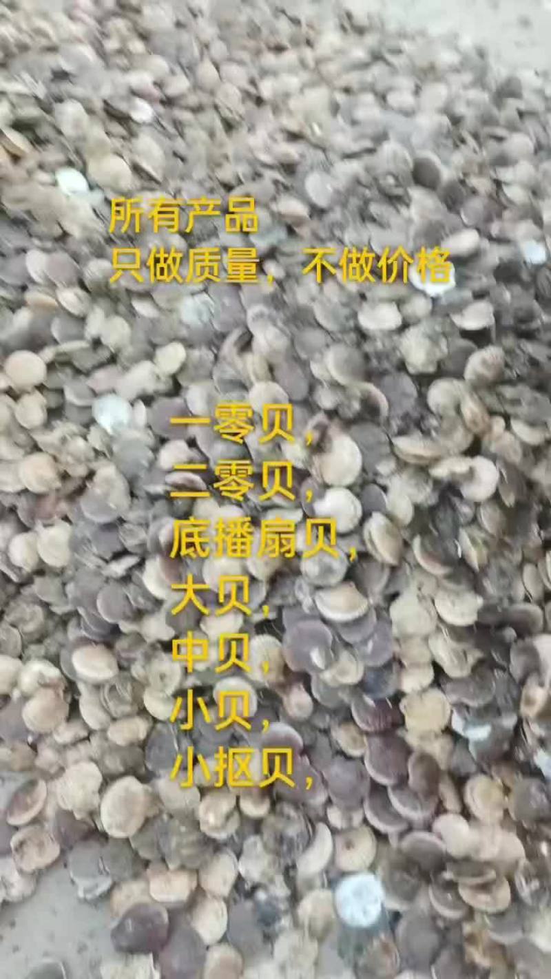 扇贝