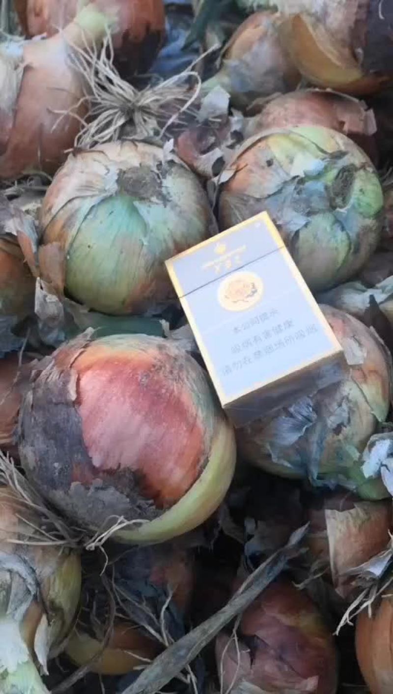 内蒙古包头黄皮洋葱