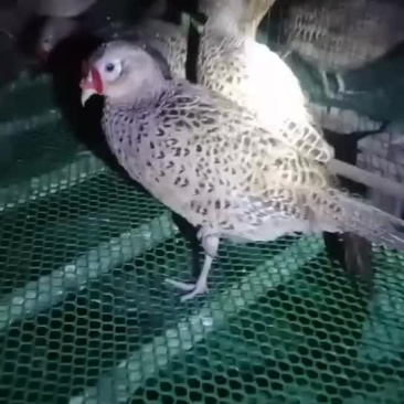 一百二十天七彩山鸡