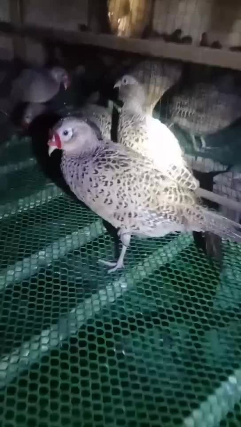 一百二十天七彩山鸡