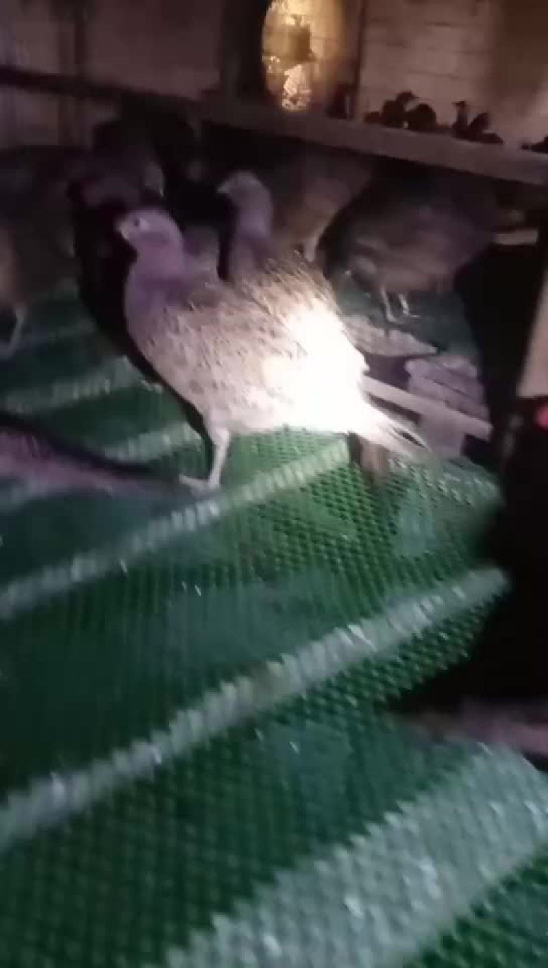 一百二十天七彩山鸡
