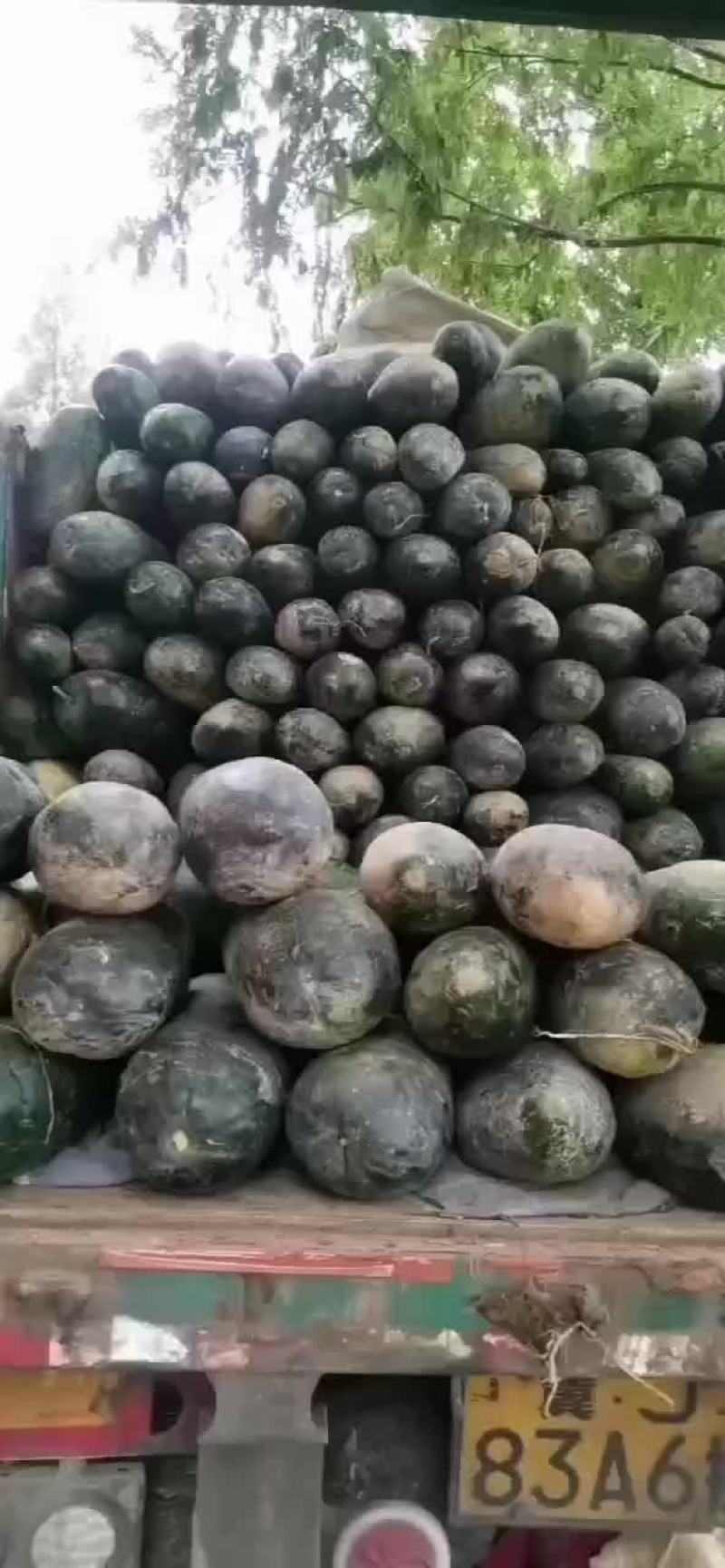 冬瓜，黑皮冬瓜大量供货。