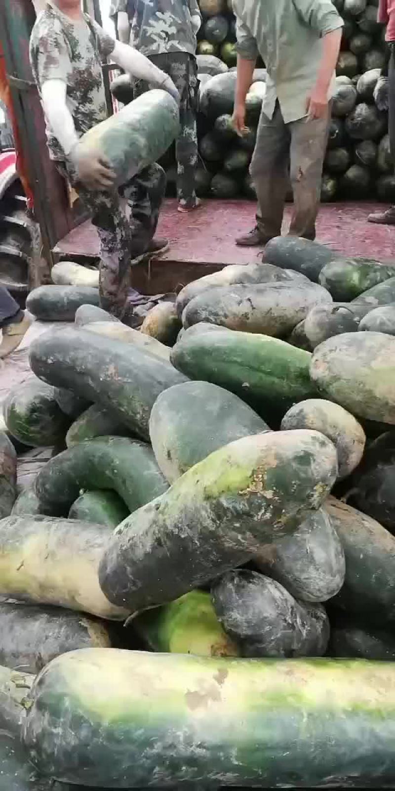 冬瓜，黑皮冬瓜大量供货。