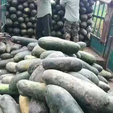 冬瓜，黑皮冬瓜大量供货。