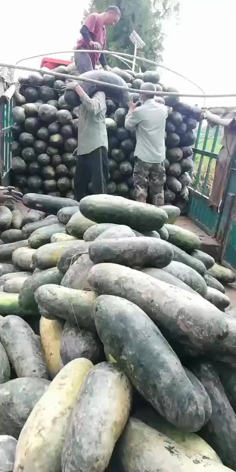 冬瓜，黑皮冬瓜大量供货。