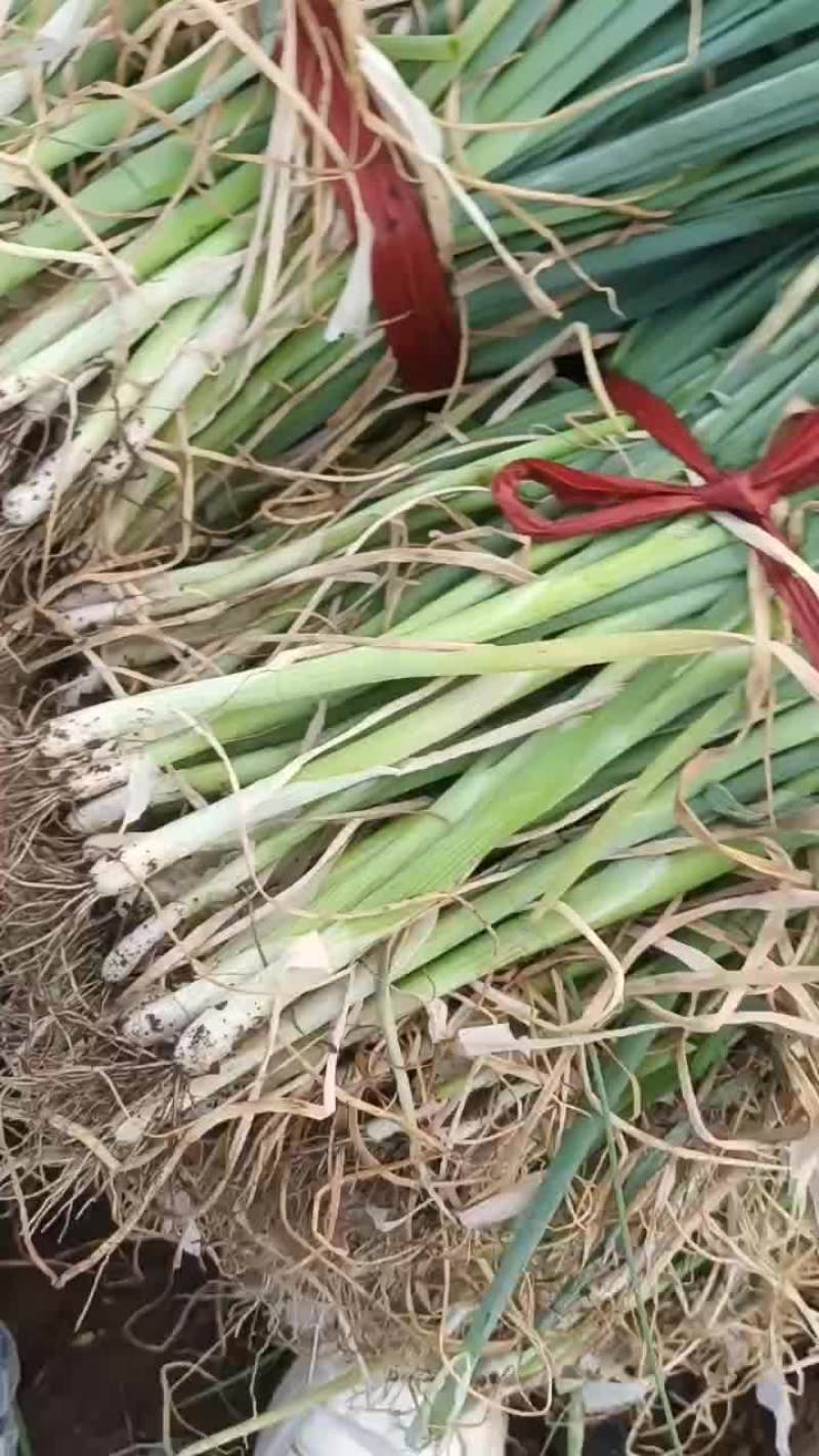 一代晚抽葱苗，保质保量，可以签合同，开始预定小弓棚葱苗了