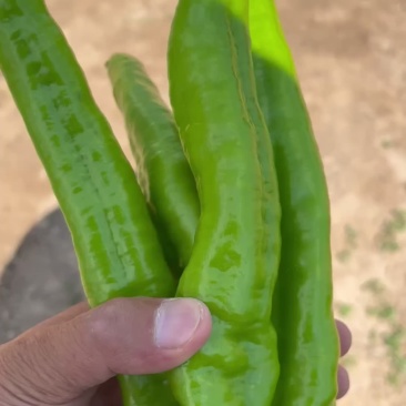 【牛商推荐】辽宁凌海螺丝椒，牛角椒大量现货超低价格