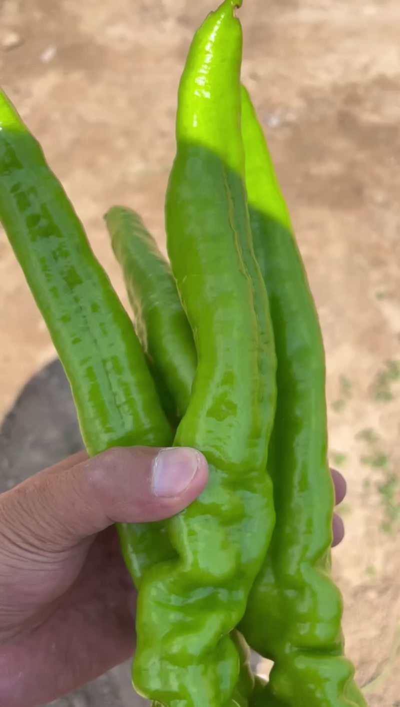 【牛商推荐】辽宁凌海螺丝椒，牛角椒大量现货超低价格