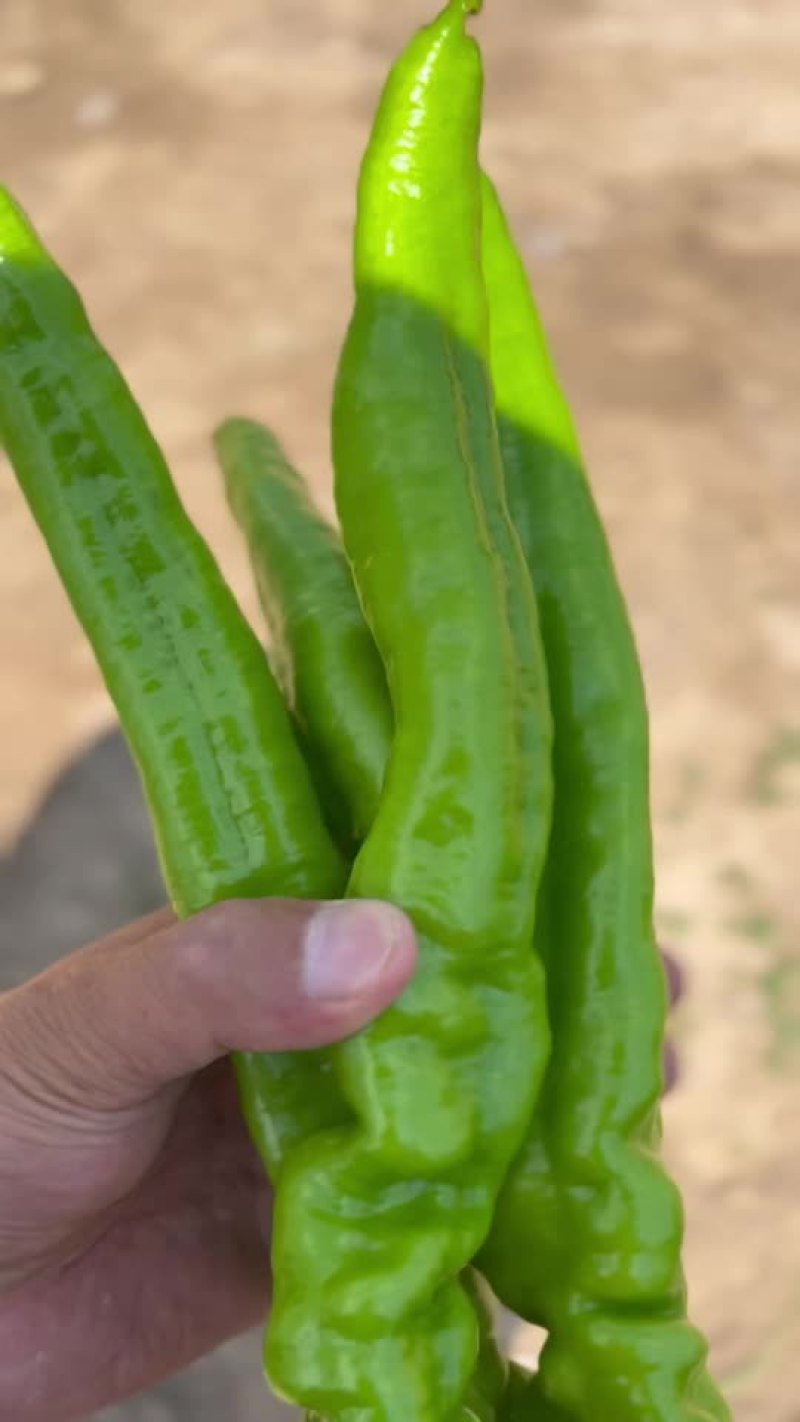 【牛商推荐】辽宁凌海螺丝椒，牛角椒大量现货超低价格