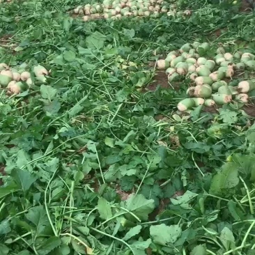 青萝卜