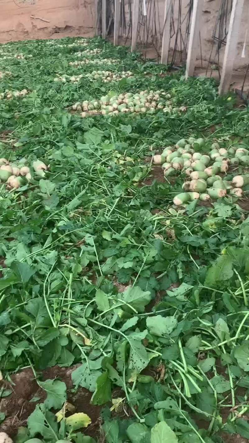 青萝卜