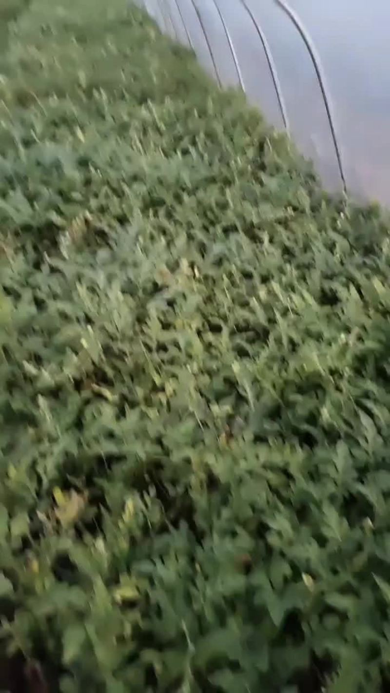 美都西瓜