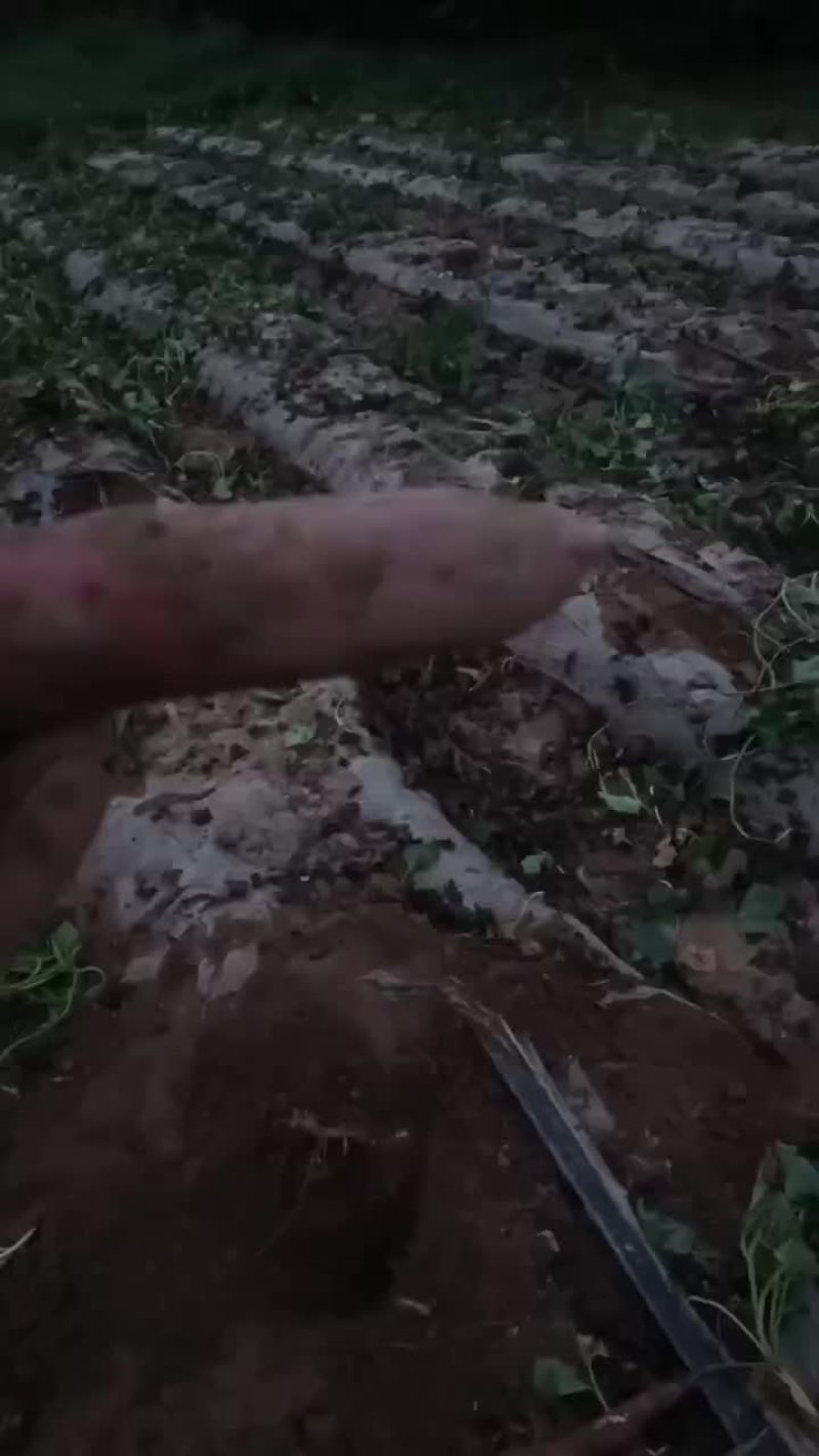 精品一指香板栗薯