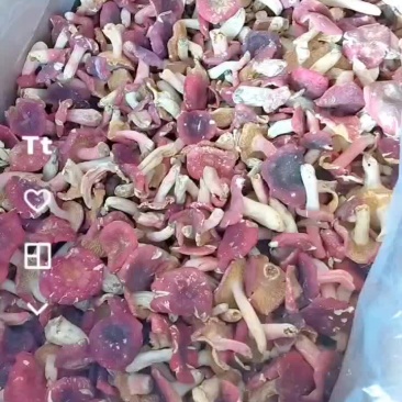 野生红菇精品货