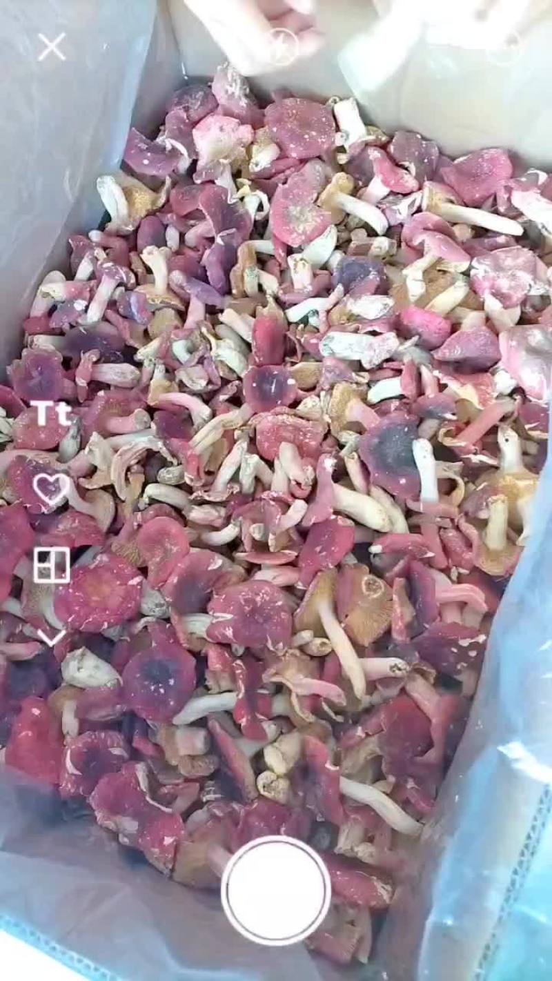 野生红菇精品货