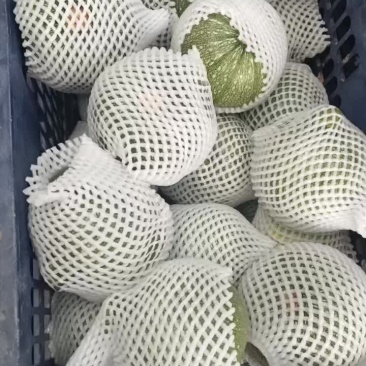精品小圆瓜大量上市，电商直供欢迎采购