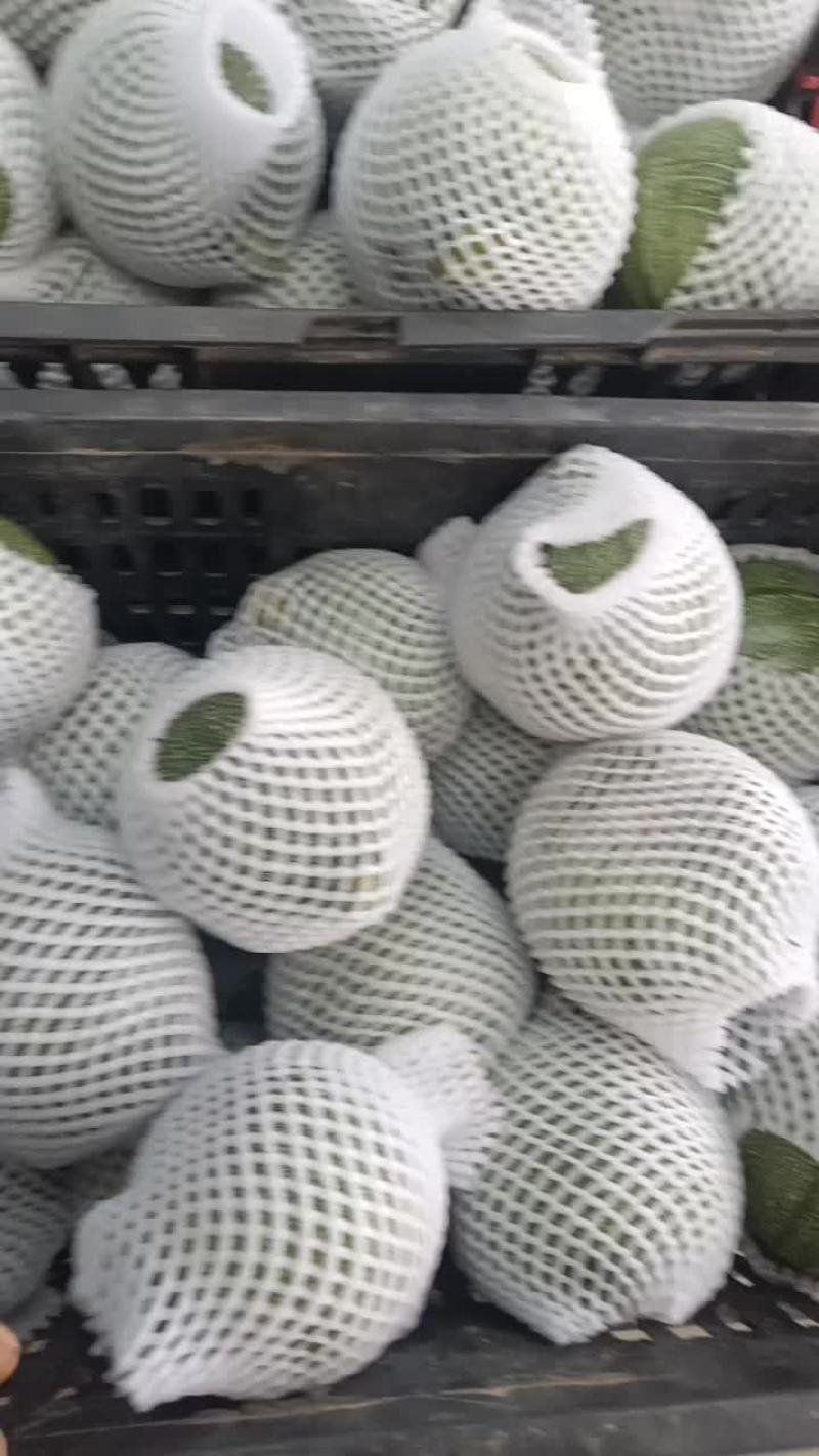 精品小圆瓜大量上市，电商直供欢迎采购