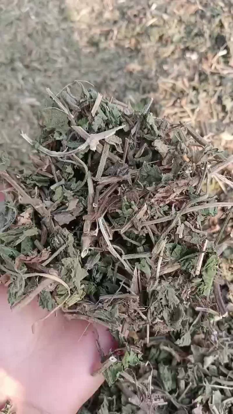 葎草个子