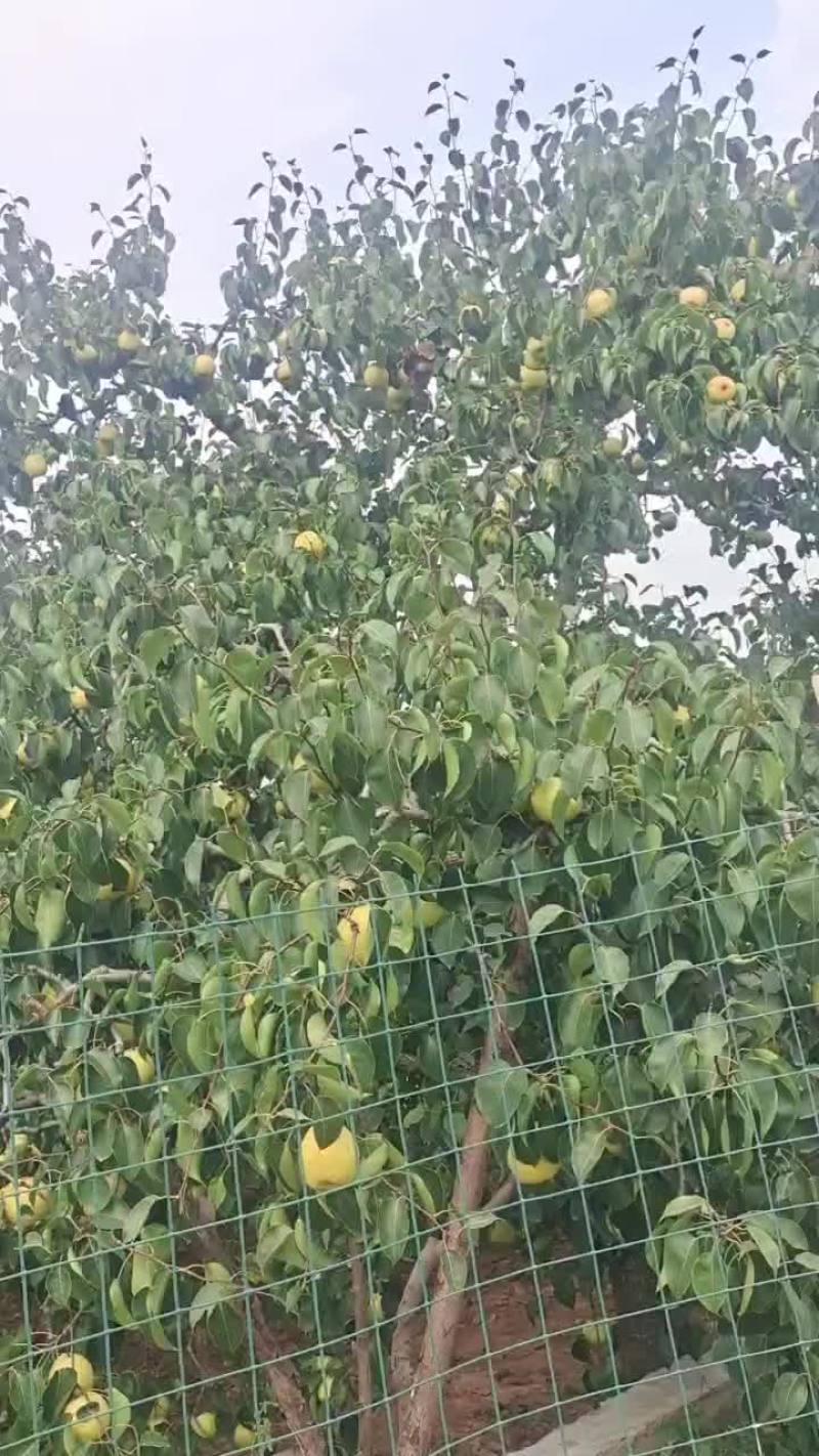 大黄梨