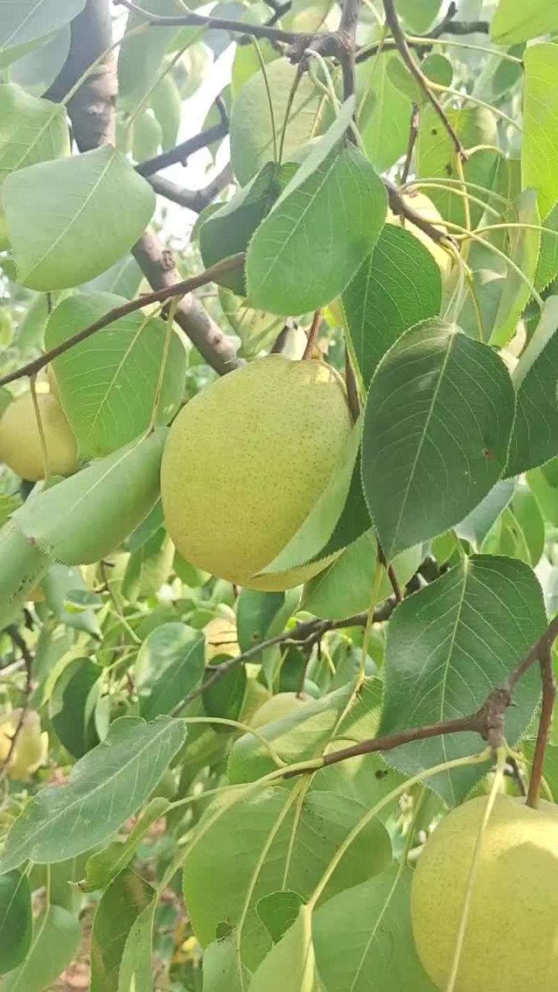 大黄梨