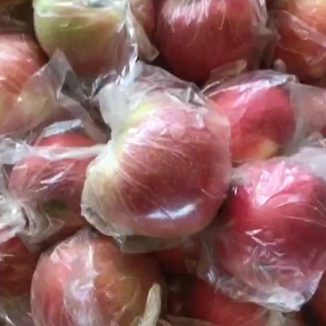 美八苹果大量上市