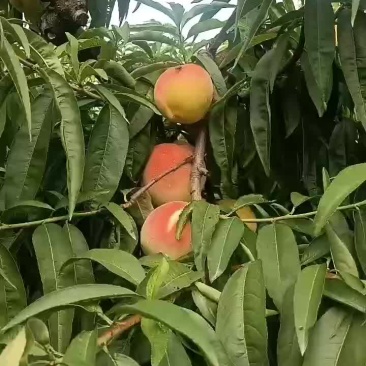 永连蜜桃大量上市中有需要联系我