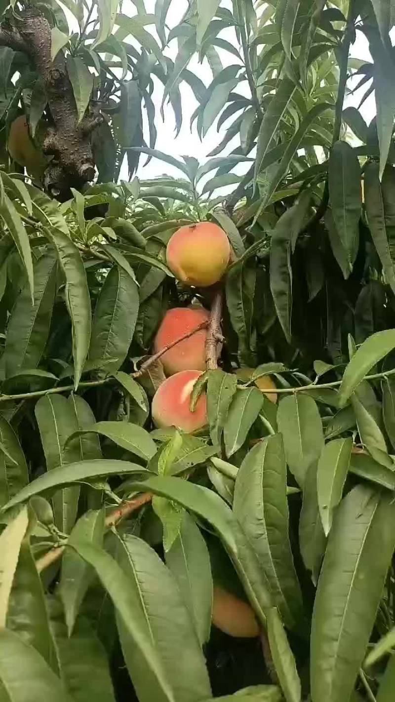 永连蜜桃大量上市中有需要联系我
