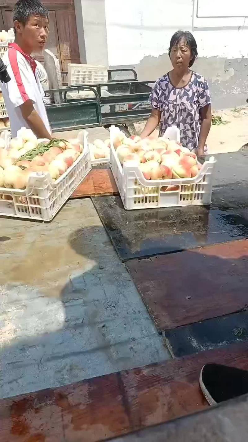 永连蜜桃大量上市中有需要联系我