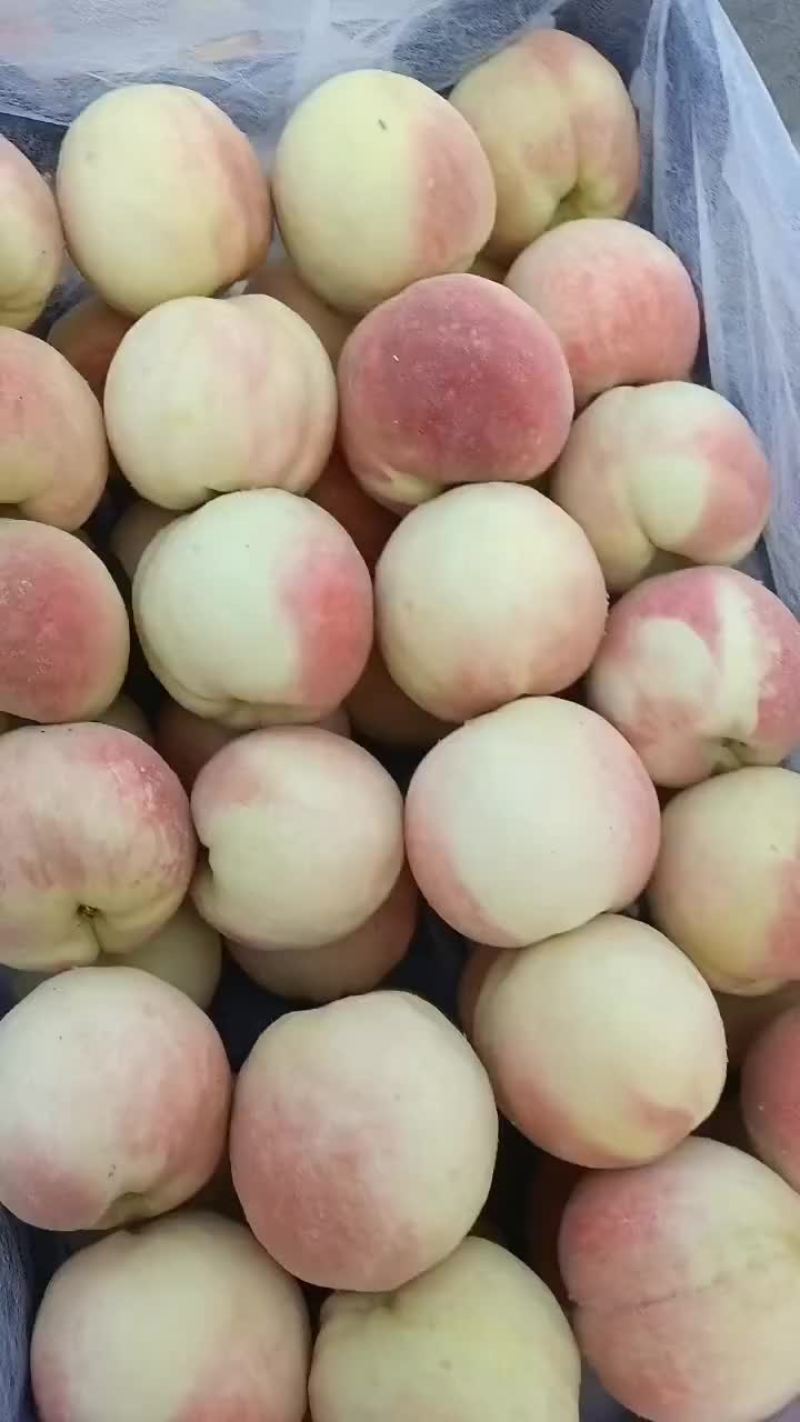永连蜜桃大量上市中有需要联系我