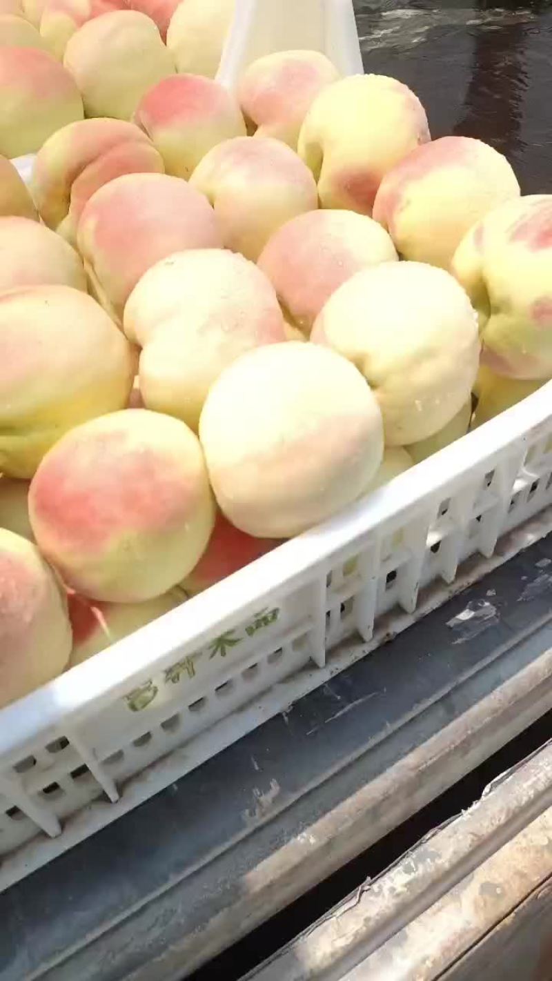 永连蜜桃大量上市中有需要联系我