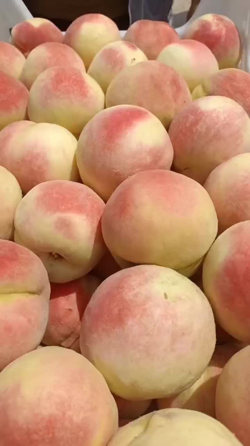 永连蜜桃大量上市中有需要联系我