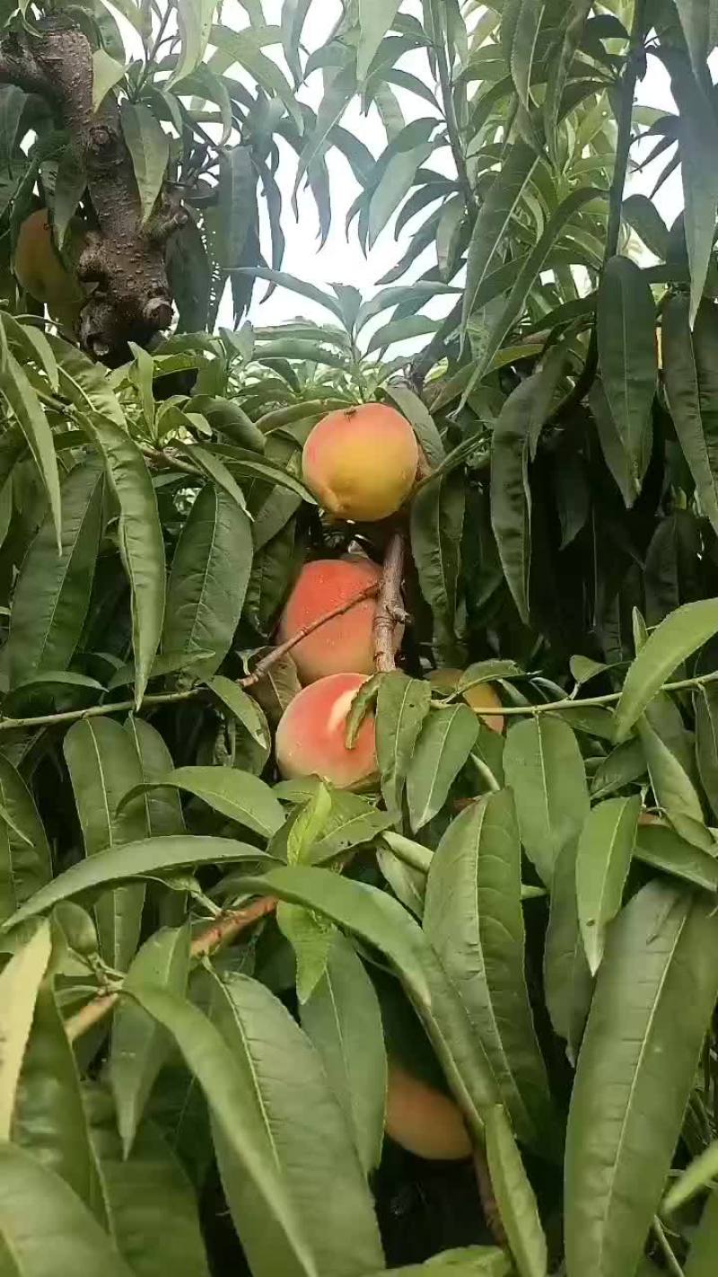 永连蜜桃大量上市中有需要联系我
