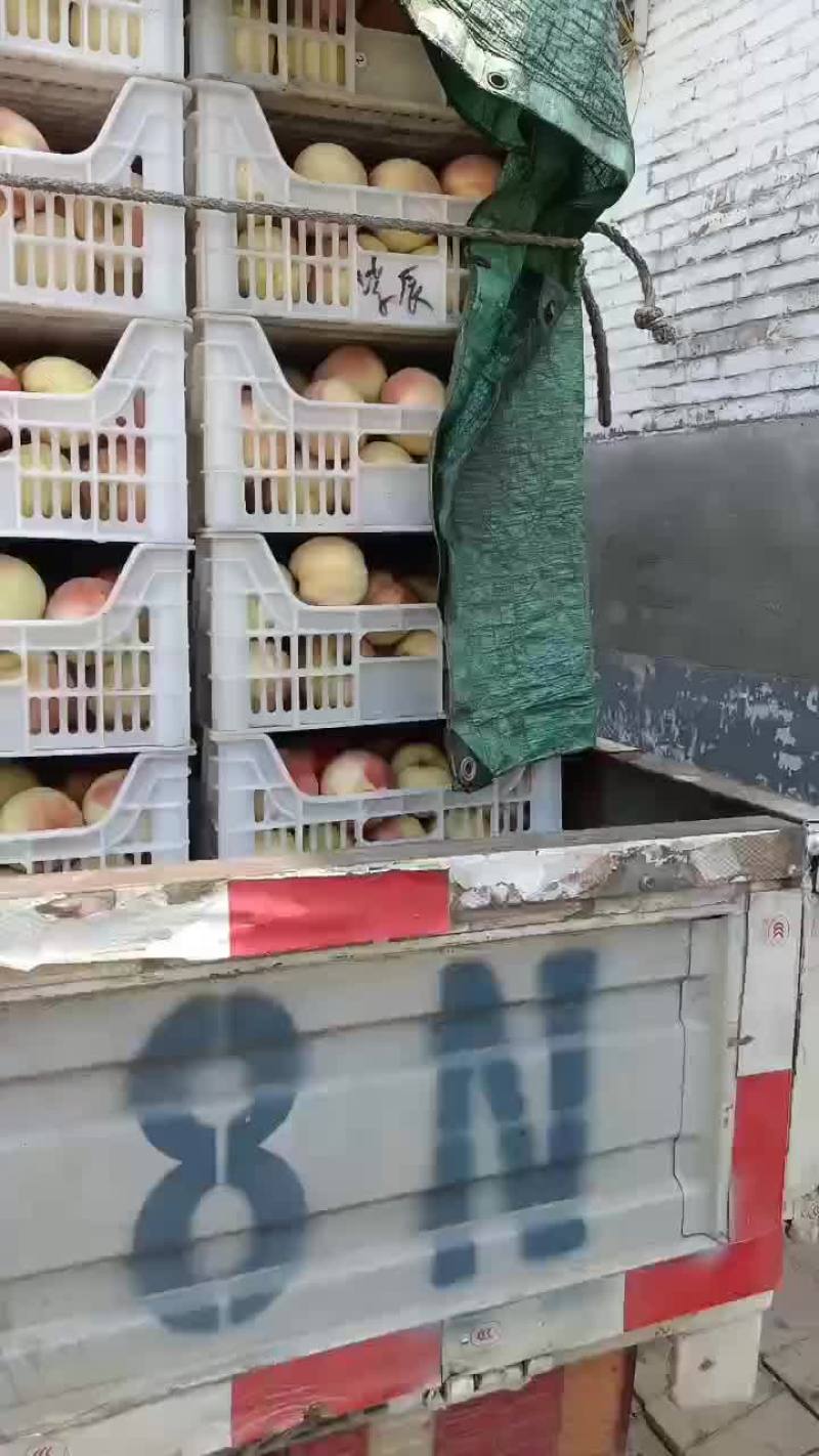 永连蜜桃大量上市中有需要联系我