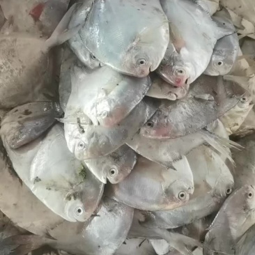 海鲜产品，鱼类，贝类，蟹类