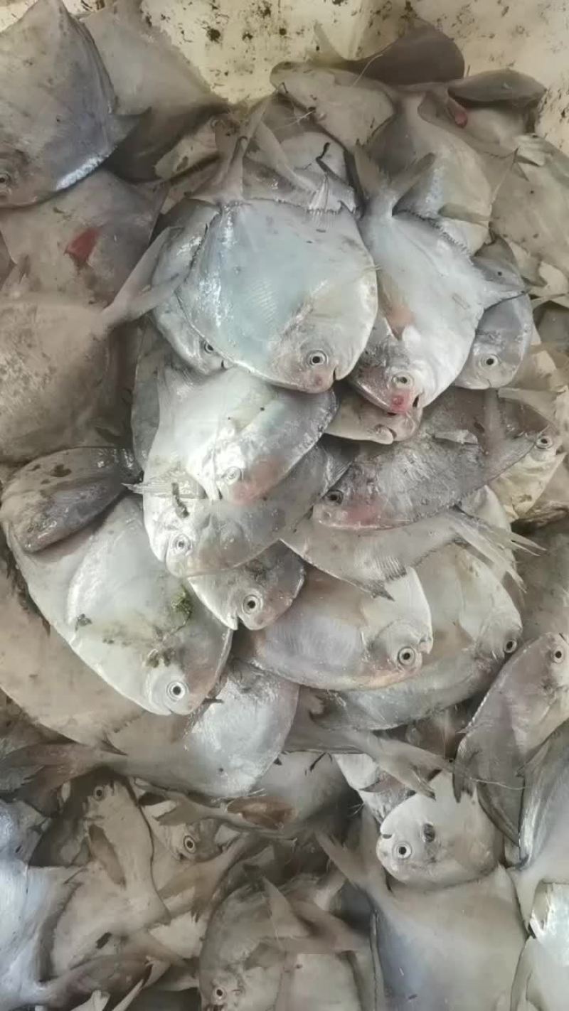 海鲜产品，鱼类，贝类，蟹类